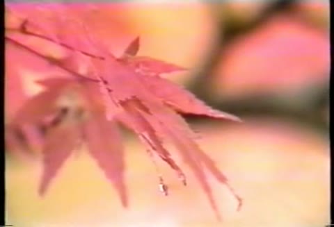 清岡ビデオ　舞妓Ⅰ直美